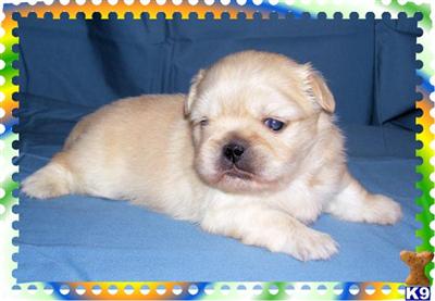 Puppies in KY